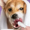 Pet cleaning products Disposable finger toothbrush Pet teeth cleaning finger covers wet wipes  Dog and cat oral cleaning