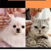 130Pcs/set Pet Eye Wipes Dog and Cat Cleaning Wipes Pet Eye Wipes Grooming Tear Stain Remover Gentle Non-foaming Wipes Towels